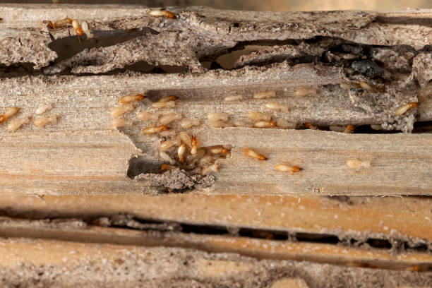 Best Exterminator Services  in Cadillac, MI