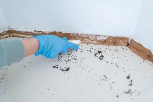Best Cockroach Control Services  in Cadillac, MI